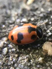 Hippodamia septemmaculata