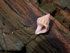 Peristernia reincarnata