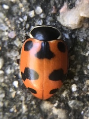 Hippodamia septemmaculata