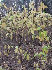 Cornus sericea