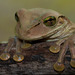 Hispaniolan Common Tree Frog - Photo (c) Carlos De Soto, some rights reserved (CC BY-NC-ND)