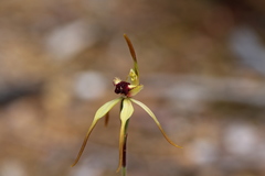 Caladenia longiclavata