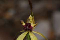 Caladenia longiclavata