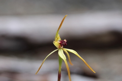 Caladenia longiclavata