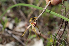 Caladenia longiclavata