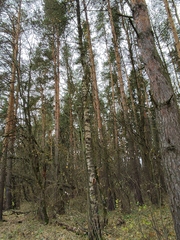 Pinus sylvestris