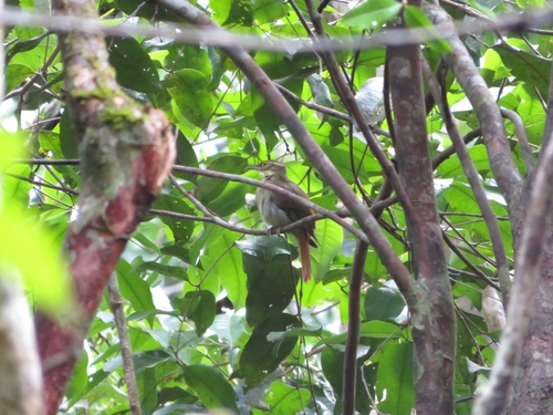 Rufous-rumped Foliage-gleaner (Neophilydor erythrocercum), photo 4