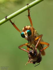 Diogmites angustipennis