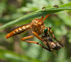 Diogmites angustipennis