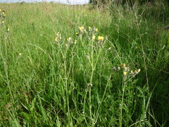 Pilosella piloselliflora