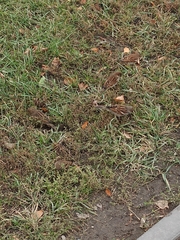 Passer domesticus
