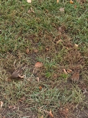 Passer domesticus