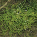綠藻門 - Photo 由 suretha_dorse 所上傳的 (c) suretha_dorse，保留部份權利CC BY-NC