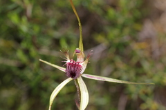 Caladenia thinicola