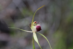 Caladenia thinicola