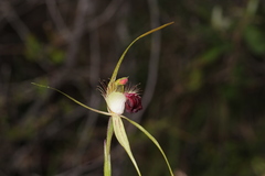 Caladenia thinicola