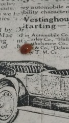 Harmonia axyridis