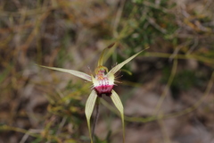 Caladenia thinicola