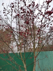 Sorbus aucuparia