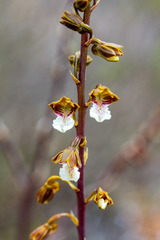 Eulophia micrantha