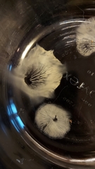 Chrysomphalina chrysophylla