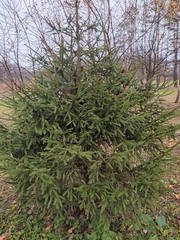 Picea abies