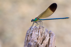Calopteryx syriaca
