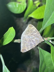 Pindara