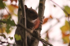 Sciurus carolinensis