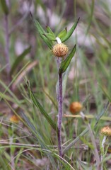 Coronidium oxylepis