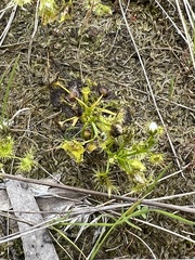 Drosera hookeri