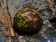 Nerita chamaeleon