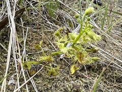 Drosera hookeri