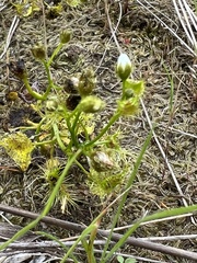 Drosera hookeri