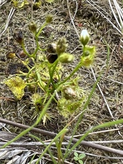 Drosera hookeri