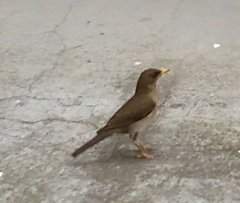 Turdus amaurochalinus