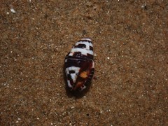 Engina zonalis