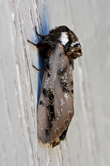 Psalidostetha banksiae