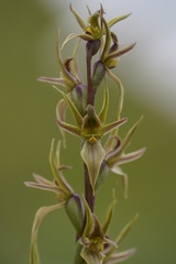 Prasophyllum incorrectum