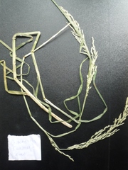 Glyceria nemoralis