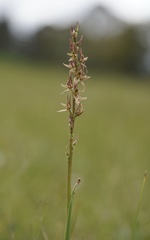 Prasophyllum incorrectum