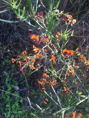 Daviesia brevifolia