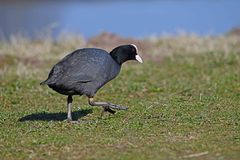 Fulica atra
