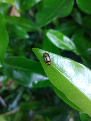 Spilocephalus bipunctatus