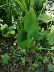 Convallaria majalis