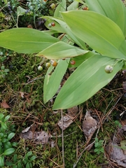 Convallaria majalis