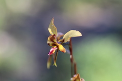 Diuris porphyrochila