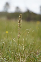 Prasophyllum incorrectum