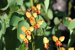 Diuris porphyrochila