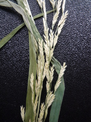 Glyceria nemoralis